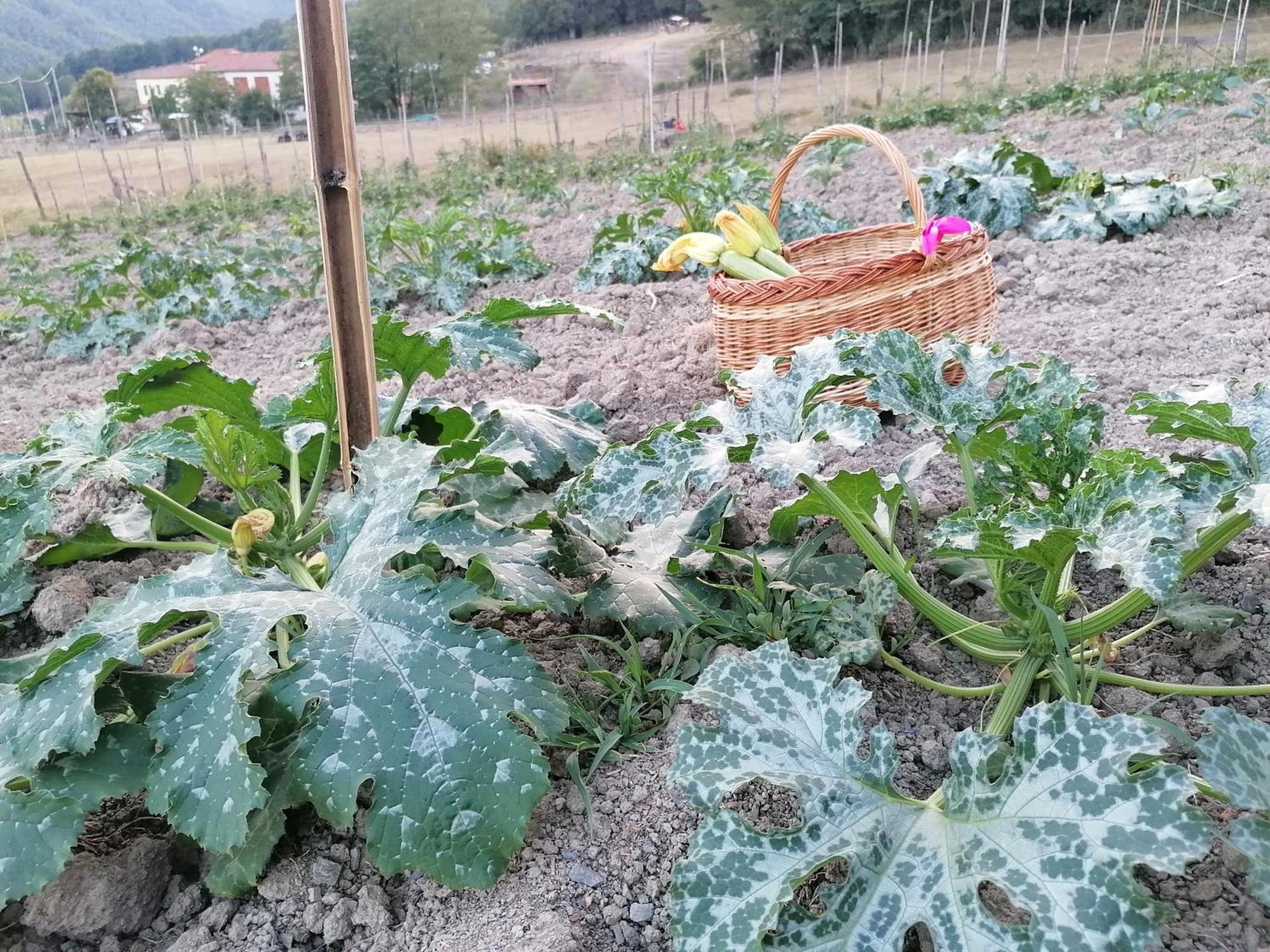 فيلا San Pietro Varaفي Agriturismo Dei Legi المظهر الخارجي الصورة